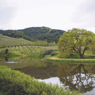 3 - Piece Olive Oil Gift Pack - Iris & Stout