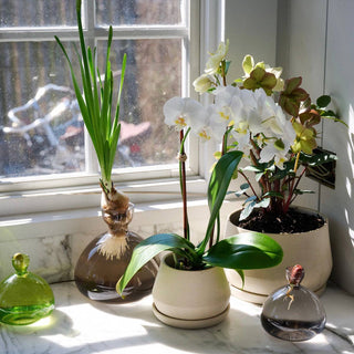 Acorn Vase - Iris & Stout