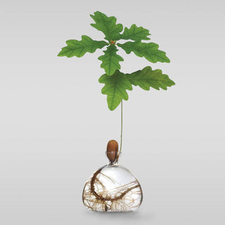 Acorn Vase - Iris & Stout