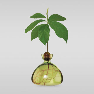 Avocado Vase - Iris & Stout