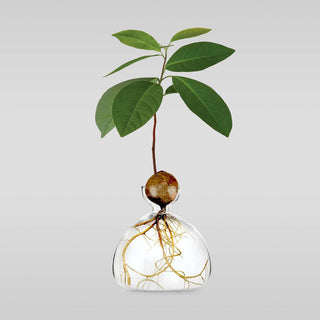 Avocado Vase - Iris & Stout