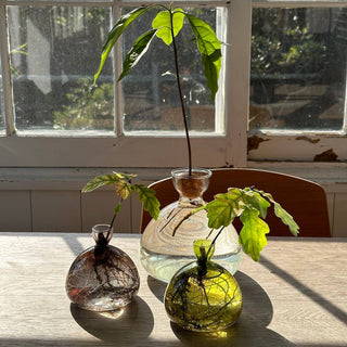 Avocado Vase - Iris & Stout