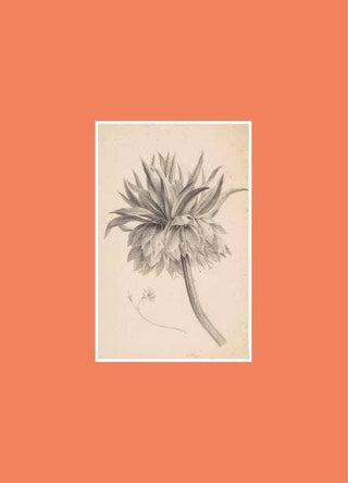 Book for Paper Lovers: World of Flowers - Iris & Stout