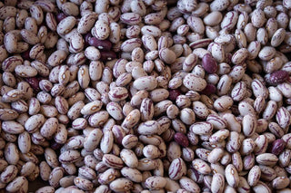 Cranberry Bean - Iris & Stout