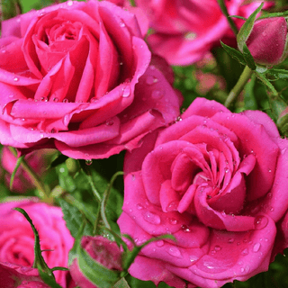 ROSE SCENTED PENCILS - Iris & Stout